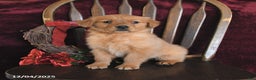 Golden Retriever dogs for sale: Monica Joy - Ad 3