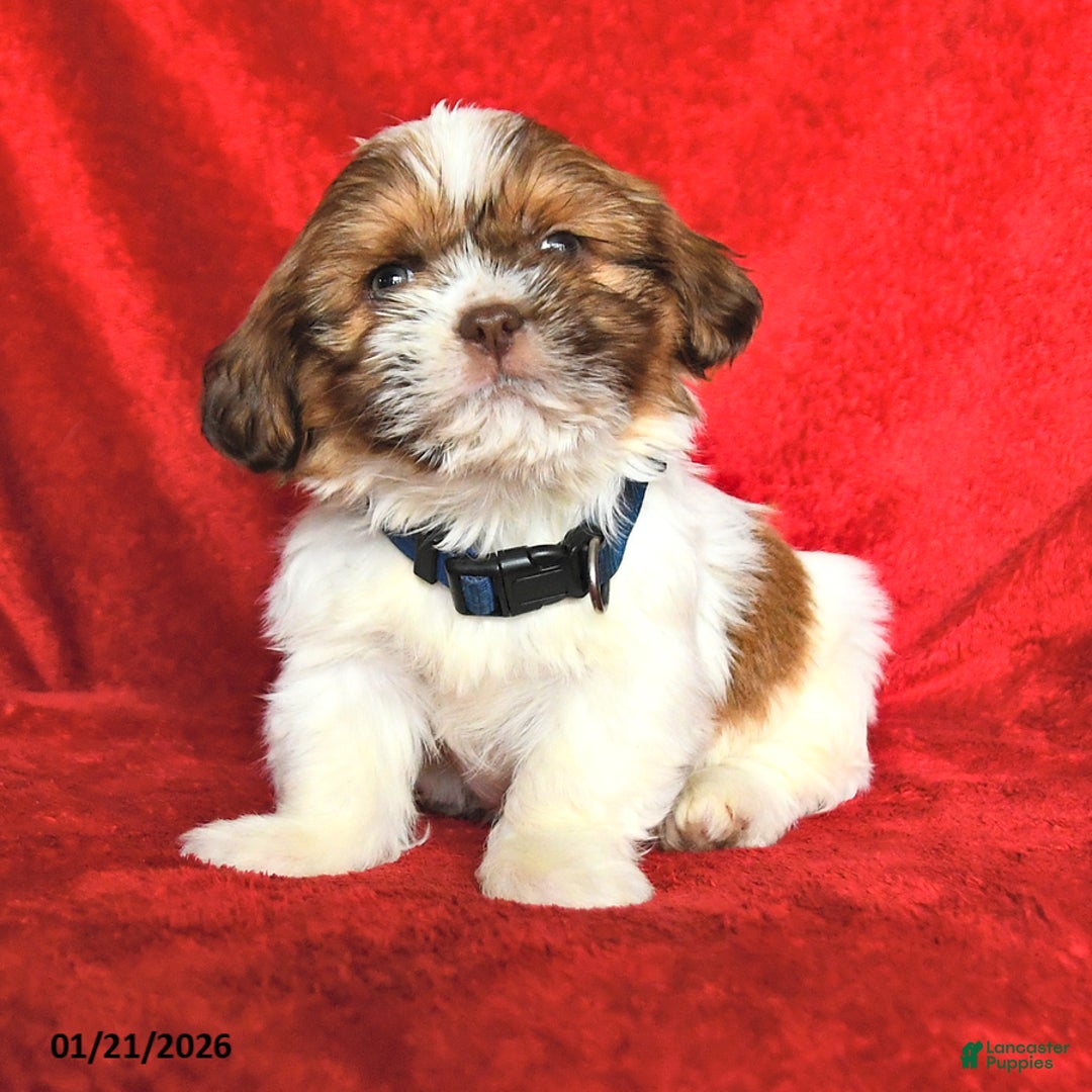 Lhasa Apso dogs for sale: Nancy - Ad 3