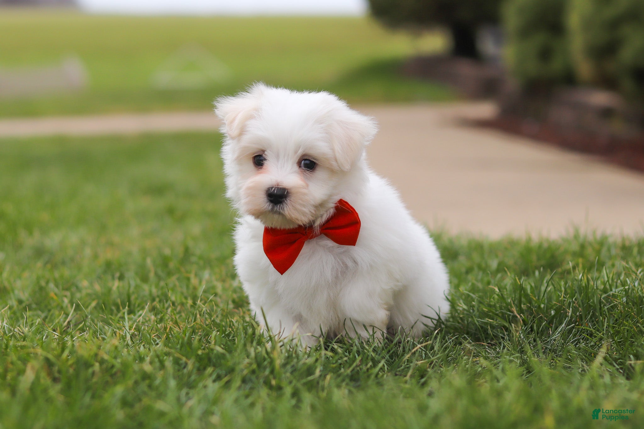Maltese dogs Bodie - Ad 2