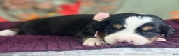 Bernedoodle dogs for sale: Isabelle - Ad 3