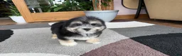 Mixed Breed dogs for sale: Lhasa/Maltese boy 2  - Ad 9