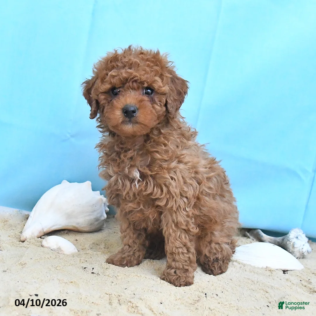 Yorkiepoo dogs for sale: Charm  - Ad 1