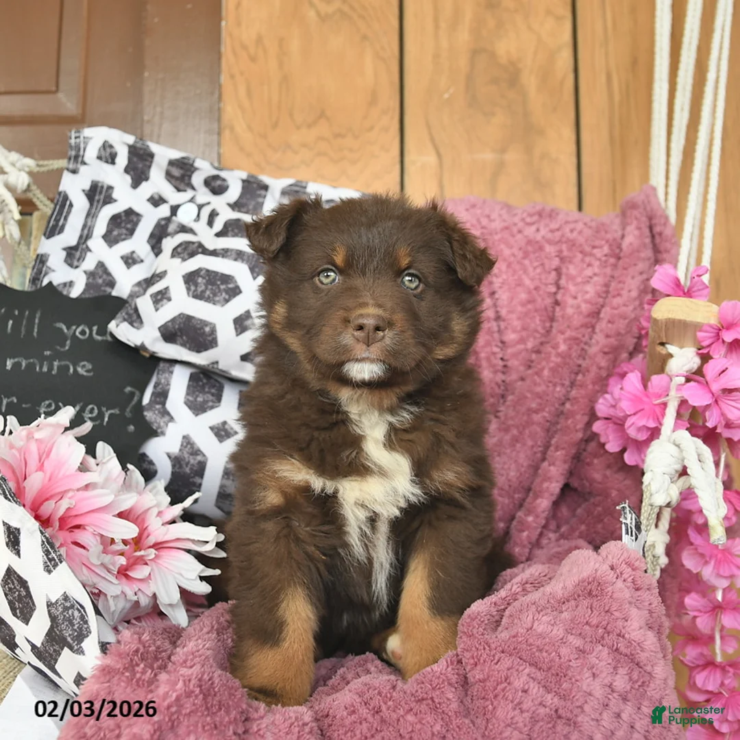 Australian Shepherd dogs for sale: Madaline  - Ad 3