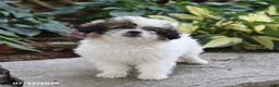 Pugapoo dogs for sale: Shasta - Ad 4