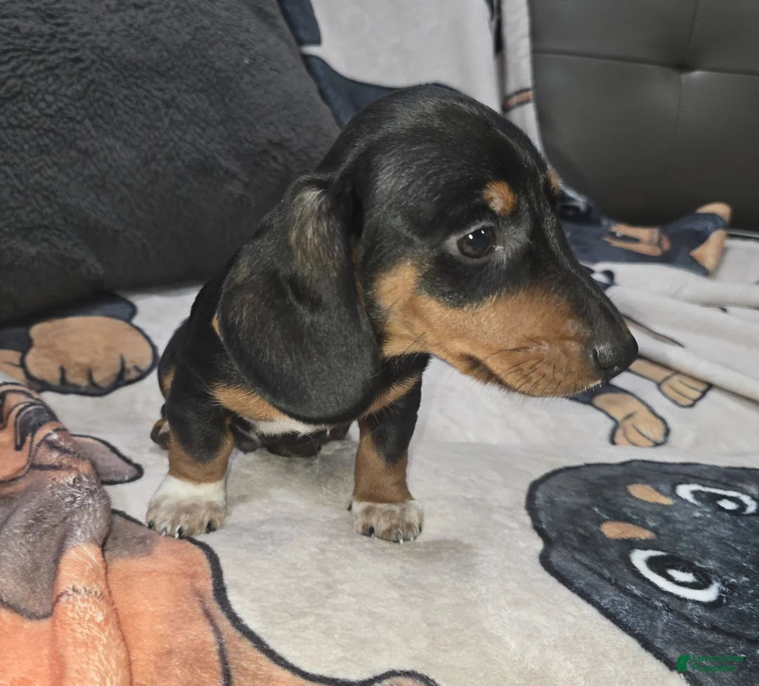 Dachshund dogs for sale: Jaxon - mini - Ad 1