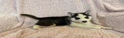 Siberian Husky dogs for sale: Princess Nimue - Ad 19