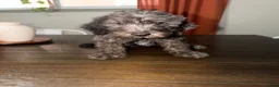 Labradoodle dogs for sale: Bruno - Ad 6