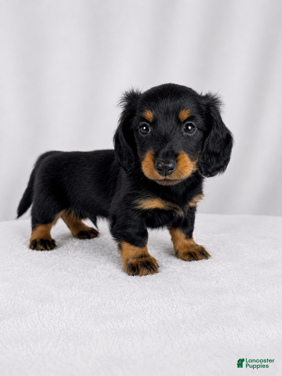 Miniature Dachshund dogs Goose - Ad 1