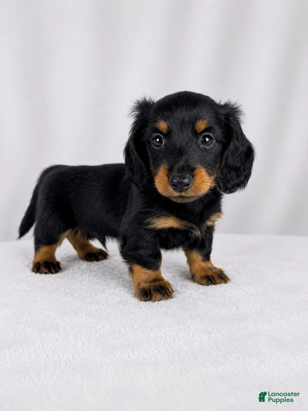 Miniature Dachshund dogs for sale: Goose - Ad 1