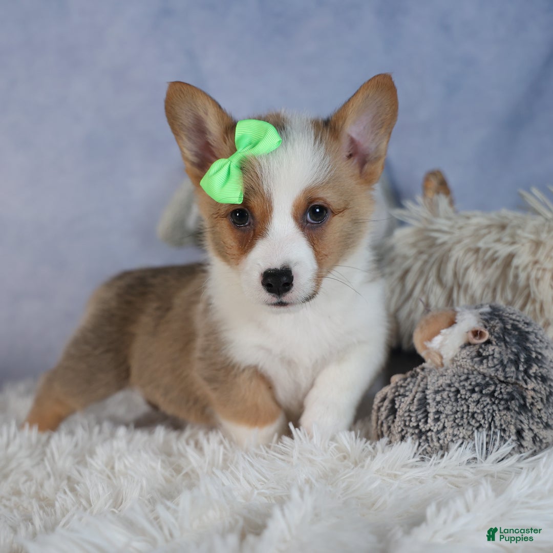 Welsh Corgi Pembroke dogs for sale: Dalton - Ad 14