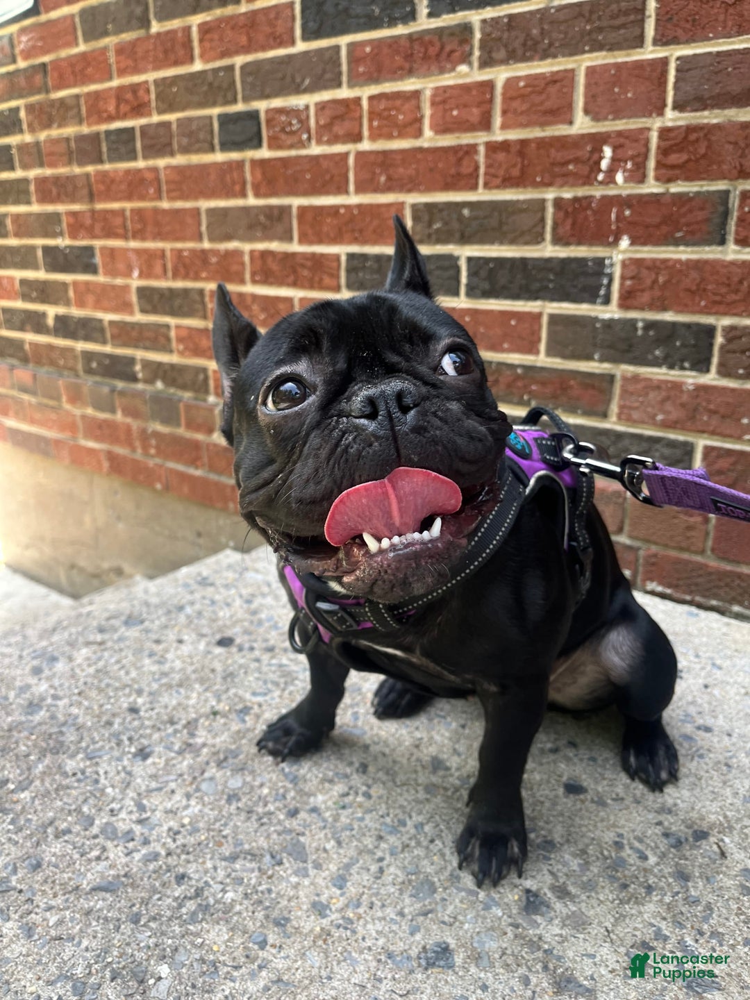 Gallery Image {{count}}