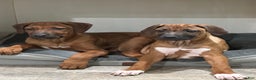 Rhodesian Ridgeback dogs for sale: SOLD “JOJO" AKC RHODESIAN RIDGEBACK - Ad 4