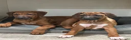 Rhodesian Ridgeback dogs for sale: SOLD “JOJO" AKC RHODESIAN RIDGEBACK - Ad 4