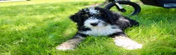 Mini Bernedoodle dogs for sale: Parker - Ad 4
