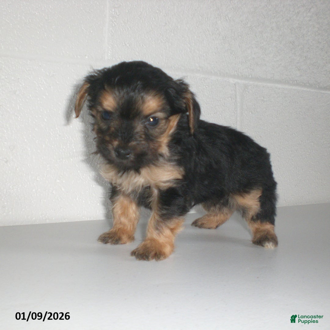 Yorkiepoo dogs for sale: Theo - Ad 7
