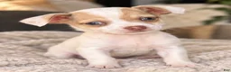 Chihuahua dogs for sale: Koda - Ad 3