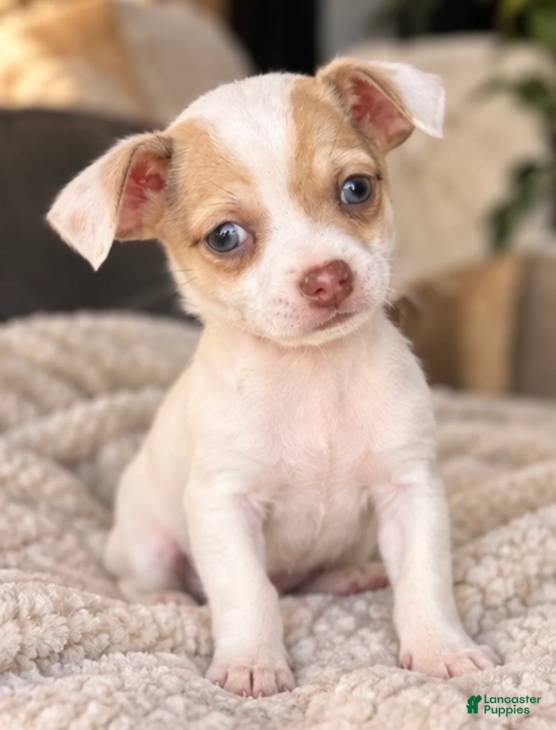 Chihuahua dogs for sale: Koda - Ad 3