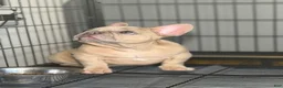 French Bulldog dogs for sale: French Bulldog 1 - Ad 4