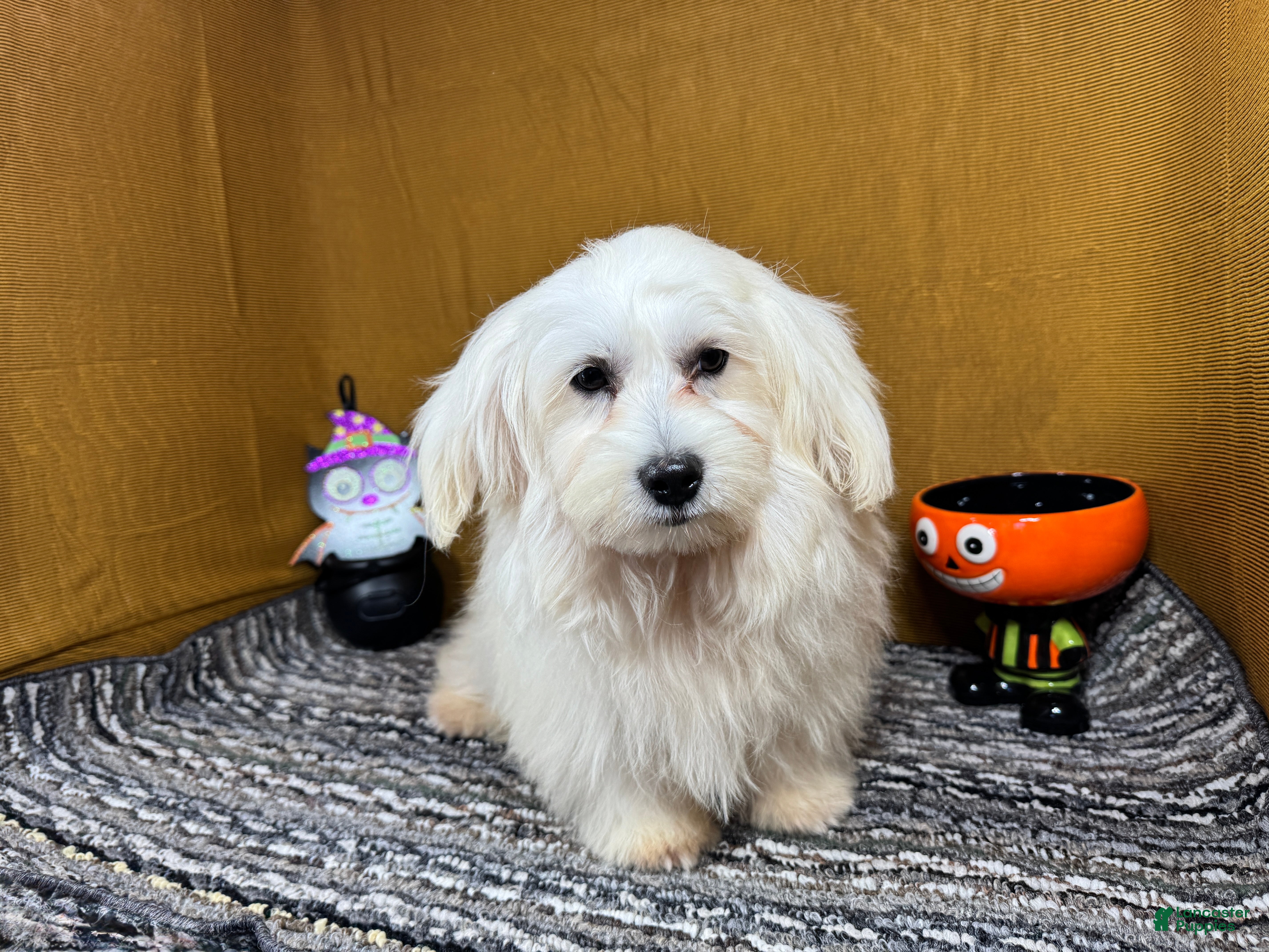 Mixed Breed dogs Mixed Breed 1 - Ad 40