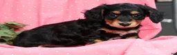 Miniature Dachshund dogs for sale: Bella - Ad 8