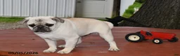 Pug dogs for sale: Donald - Ad 5