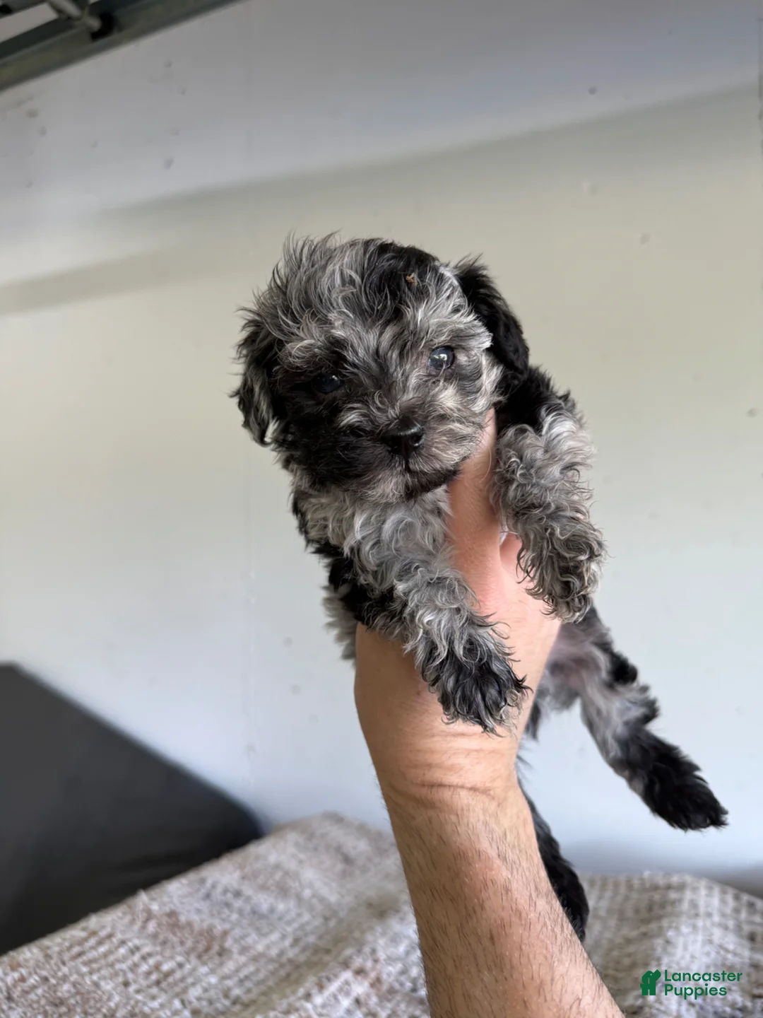 Maltipoo dogs for sale: Patterson - Ad 1