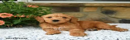 Mini Goldendoodle dogs for sale: Axle - Ad 3