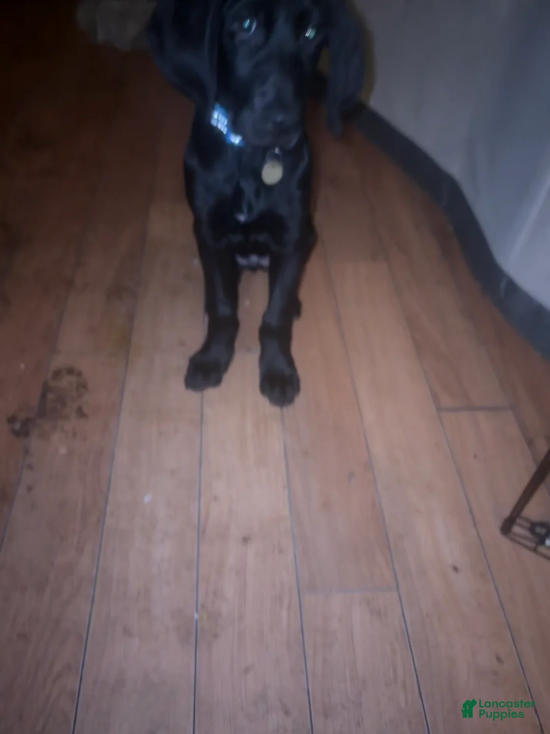 Mixed Breed dogs for sale: Mixed Breed Puppy 1 - Ad 2