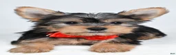 Yorkshire Terrier dogs for sale: Mason - Ad 4