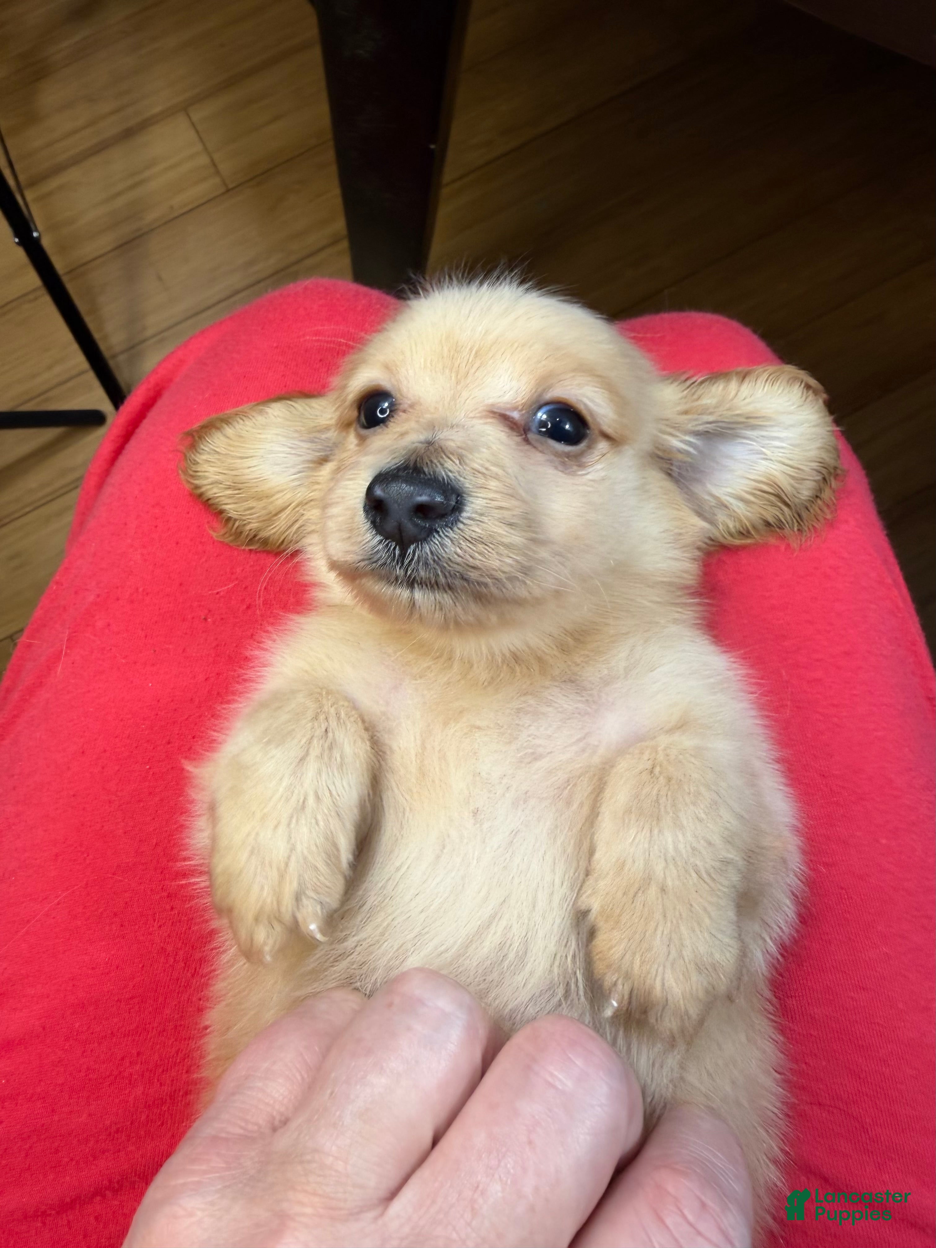 Dachshund dogs ee boy - Ad 28