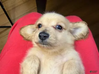 Dachshund dogs ee boy - Ad 28