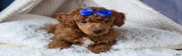 Toy Poodle dogs for sale: Turbo - Ad 4