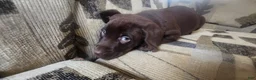 Labrador Retriever dogs for sale: Jan - Ad 1