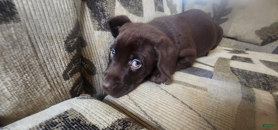 Labrador Retriever dogs for sale: Jan - Ad 1