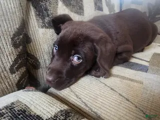 Labrador Retriever dogs for sale: Jan - Ad 1