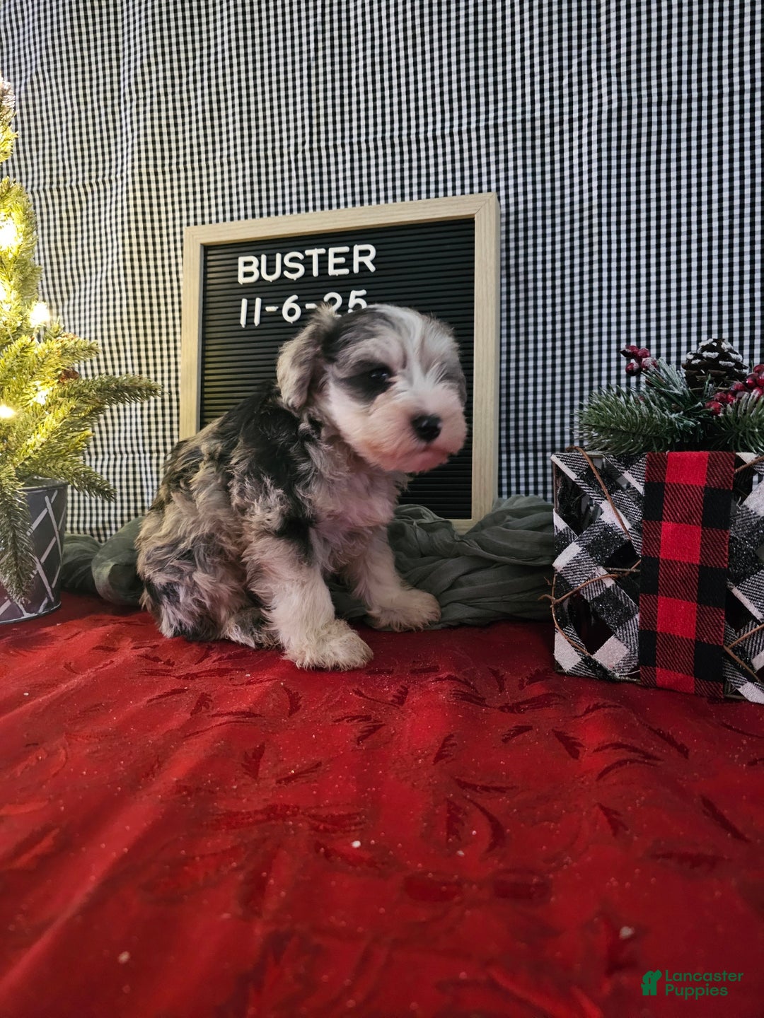 Miniature Schnauzer dogs for sale: Buster - Ad 4