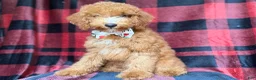 Cockapoo dogs for sale: Peter - Ad 3