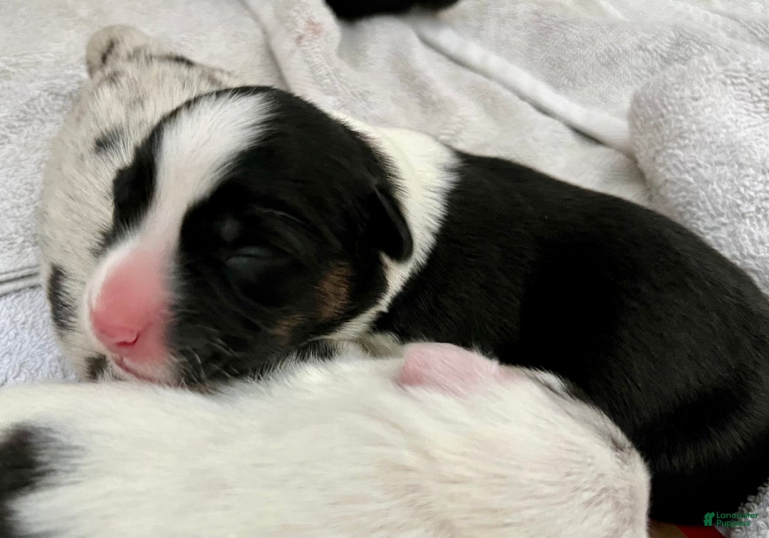 Welsh Corgi Cardigan dogs for sale: Welsh Corgi Cardigan Puppy 3: Goldie - Ad 2