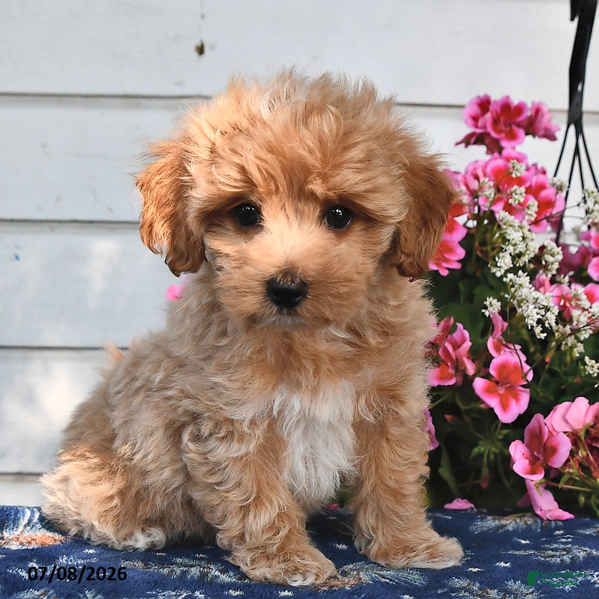 Maltipoo dogs Casper - Ad 1