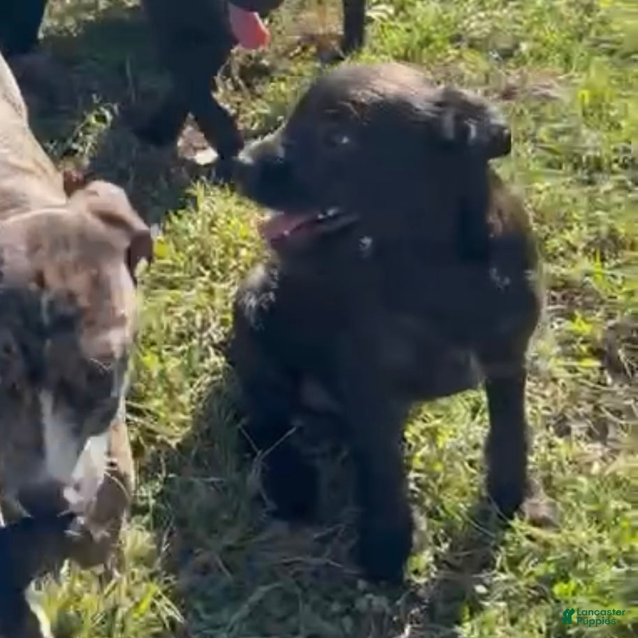 Mixed Breed dogs Rosey - Ad 34