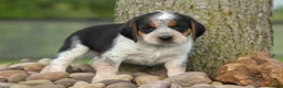 Beagle dogs for sale: Cruz  - Ad 3