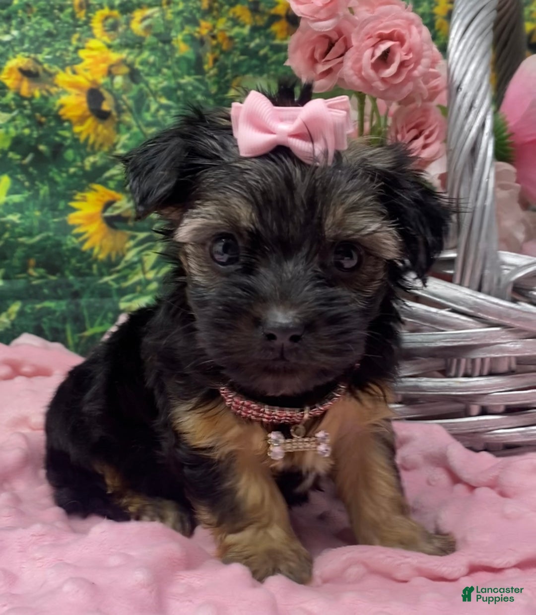 Shorkie dogs for sale: Lovely little Layla - Ad 8