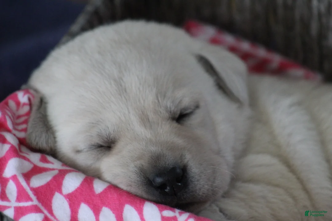 Labrador Retriever dogs for sale: Labrador Retriever Puppy 1 - Ad 8