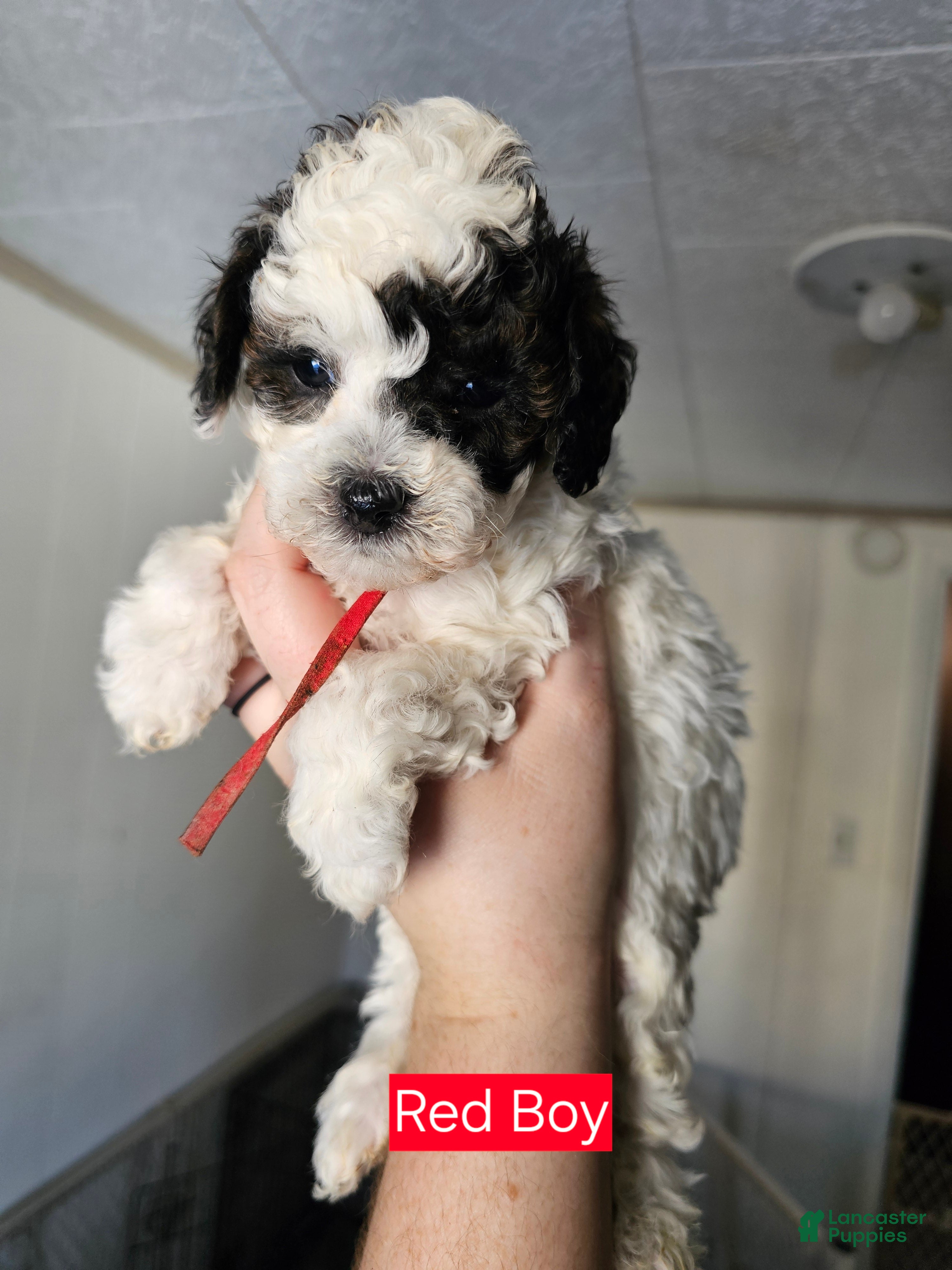 Cavapoo dogs Cavapoo - Red Boy - Ad 2