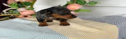 Miniature Dachshund dogs for sale: Jubilee - Ad 11