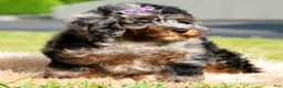 Toy Poodle dogs for sale: Sebastian - Ad 5