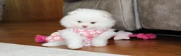 Pomeranian dogs for sale: Lanae - Ad 1