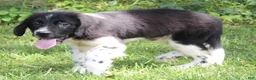 Newfoundland dogs for sale: Molly - Ad 7