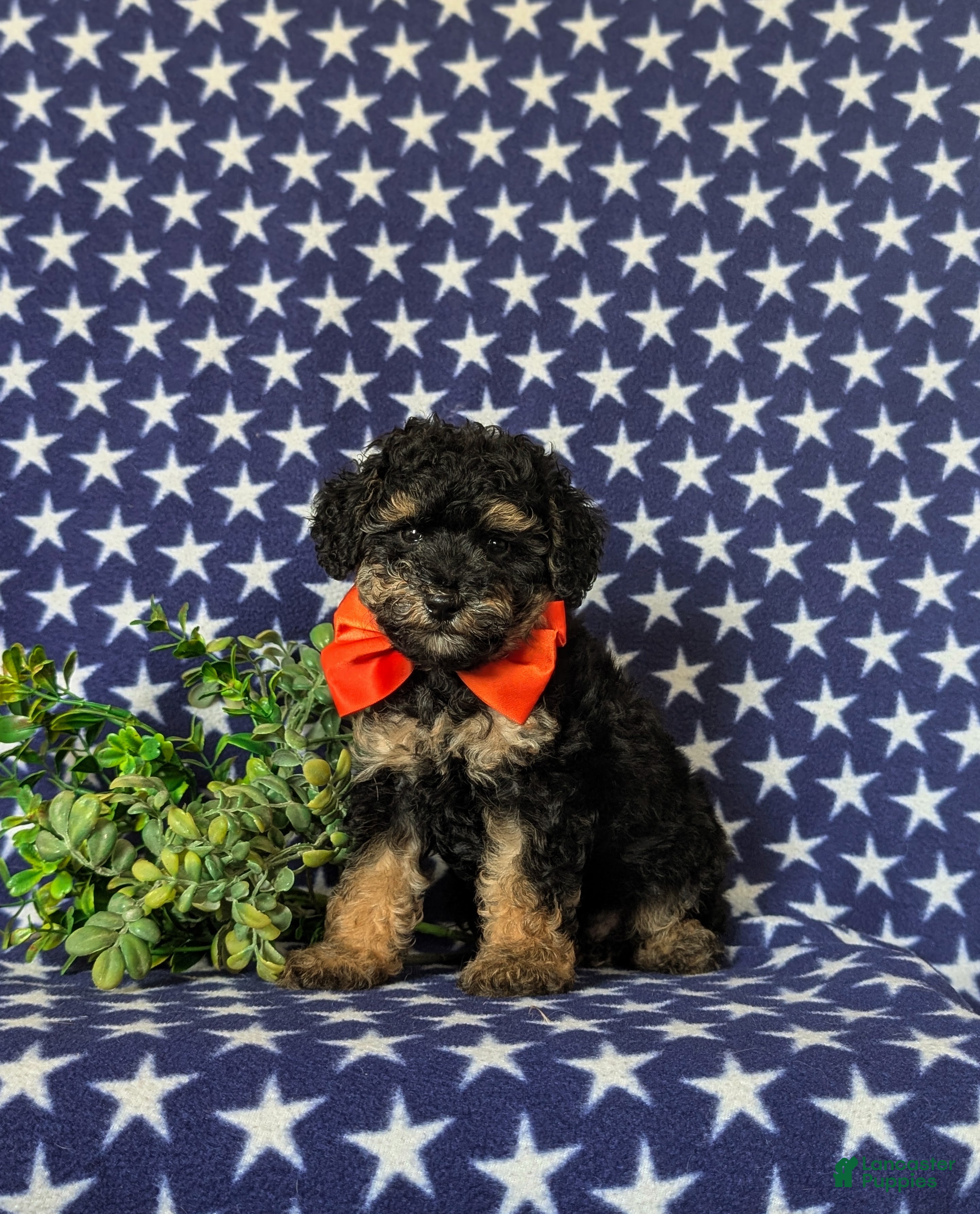 Toy Poodle dogs Sully - Ad 2