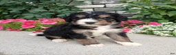 Bernedoodle dogs for sale: Layne - Ad 1